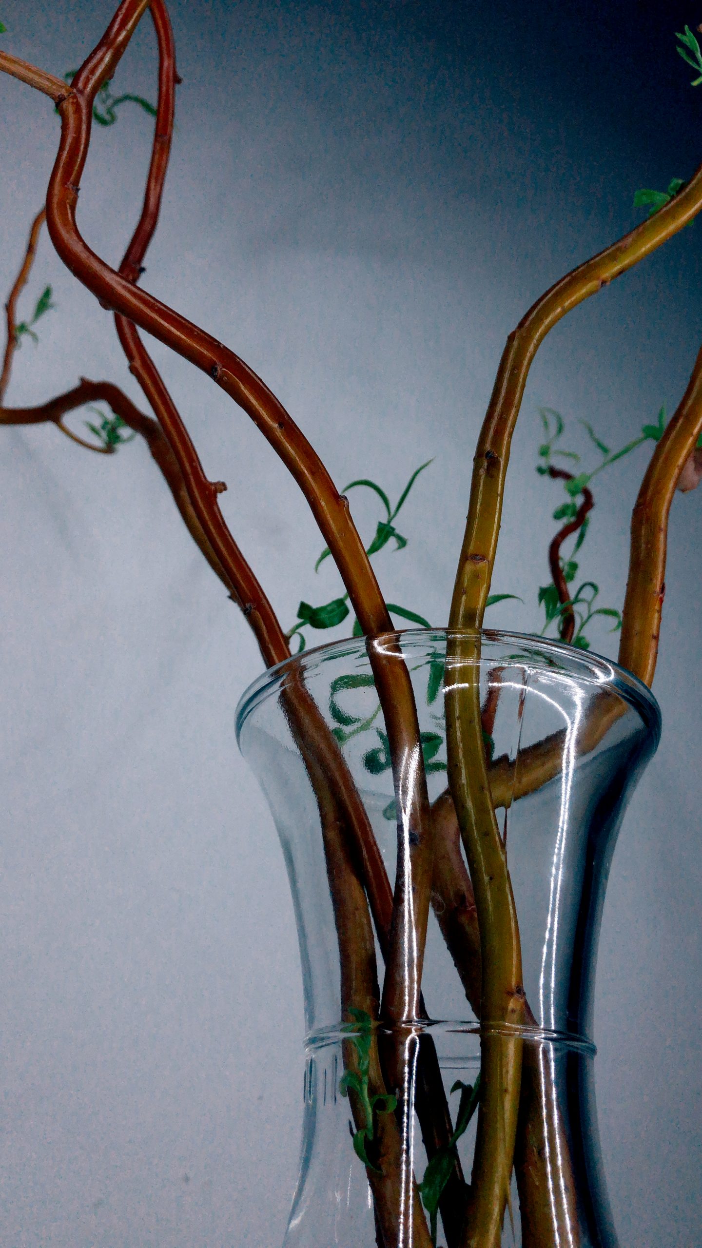 Plants Hi Florian Geiger Creative Consultancy 491746561202