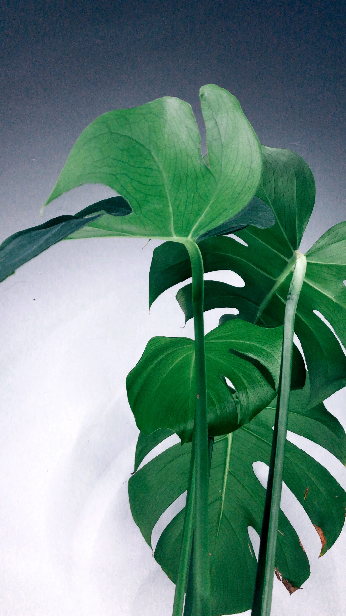 Plants Hi Florian Geiger Creative Consultancy 491746561202